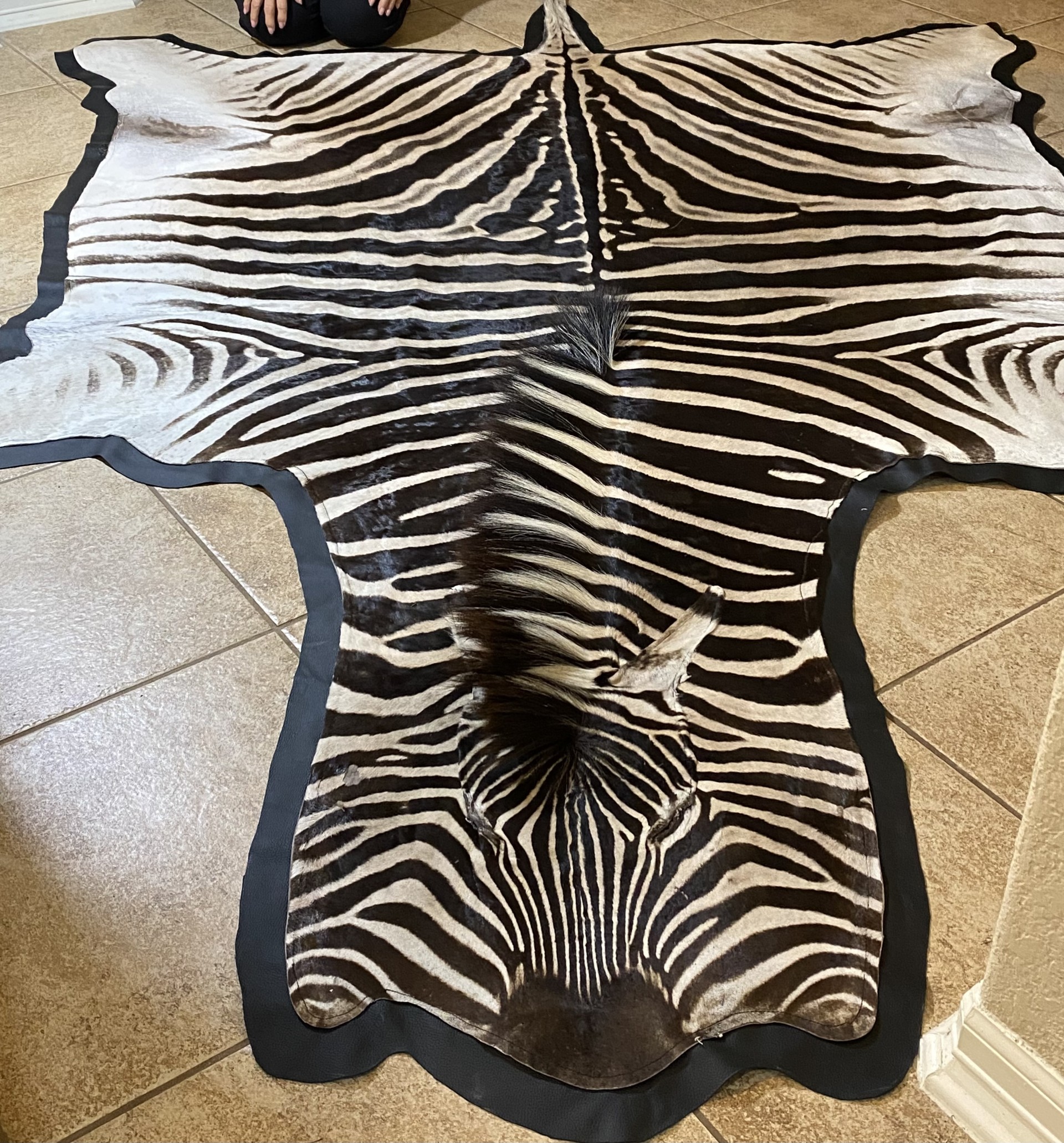 Zebra 1